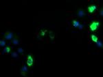 ZSCAN18 Antibody in Immunocytochemistry (ICC/IF)