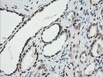 ZSCAN18 Antibody in Immunohistochemistry (Paraffin) (IHC (P))
