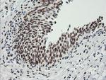 ZSCAN18 Antibody in Immunohistochemistry (Paraffin) (IHC (P))