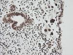 ZSCAN18 Antibody in Immunohistochemistry (Paraffin) (IHC (P))
