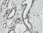 ZSCAN18 Antibody in Immunohistochemistry (Paraffin) (IHC (P))