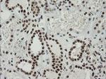 ZSCAN18 Antibody in Immunohistochemistry (Paraffin) (IHC (P))