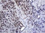 ZSCAN18 Antibody in Immunohistochemistry (Paraffin) (IHC (P))