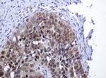 ZSCAN18 Antibody in Immunohistochemistry (Paraffin) (IHC (P))