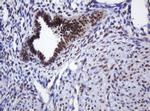 ZSCAN18 Antibody in Immunohistochemistry (Paraffin) (IHC (P))