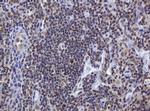 ZSCAN18 Antibody in Immunohistochemistry (Paraffin) (IHC (P))