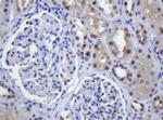 ZSCAN18 Antibody in Immunohistochemistry (Paraffin) (IHC (P))