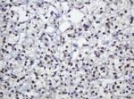 ZSCAN18 Antibody in Immunohistochemistry (Paraffin) (IHC (P))