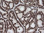 ZSCAN18 Antibody in Immunohistochemistry (Paraffin) (IHC (P))