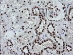 ZSCAN18 Antibody in Immunohistochemistry (Paraffin) (IHC (P))