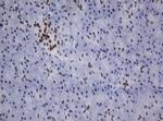 ZSCAN18 Antibody in Immunohistochemistry (Paraffin) (IHC (P))