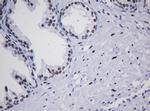 ZSCAN18 Antibody in Immunohistochemistry (Paraffin) (IHC (P))