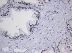 ZSCAN18 Antibody in Immunohistochemistry (Paraffin) (IHC (P))