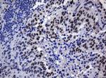 ZSCAN18 Antibody in Immunohistochemistry (Paraffin) (IHC (P))