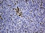 ZSCAN18 Antibody in Immunohistochemistry (Paraffin) (IHC (P))