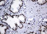 ZSCAN18 Antibody in Immunohistochemistry (Paraffin) (IHC (P))