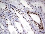 ZSCAN18 Antibody in Immunohistochemistry (Paraffin) (IHC (P))