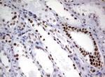 ZSCAN18 Antibody in Immunohistochemistry (Paraffin) (IHC (P))
