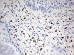 ZSCAN18 Antibody in Immunohistochemistry (Paraffin) (IHC (P))