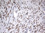 ZSCAN18 Antibody in Immunohistochemistry (Paraffin) (IHC (P))