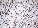 ZSCAN18 Antibody in Immunohistochemistry (Paraffin) (IHC (P))