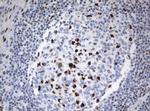 ZSCAN18 Antibody in Immunohistochemistry (Paraffin) (IHC (P))