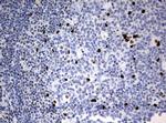 ZSCAN18 Antibody in Immunohistochemistry (Paraffin) (IHC (P))