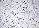 ZSCAN18 Antibody in Immunohistochemistry (Paraffin) (IHC (P))