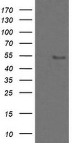 ZSCAN18 Antibody in Western Blot (WB)