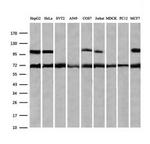 ZSCAN18 Antibody in Western Blot (WB)