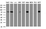 ZSCAN18 Antibody in Western Blot (WB)
