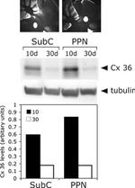 Connexin 36 Antibody in Western Blot (WB)