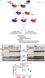 Tau Antibody in Western Blot (WB)