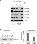 OxPhos Complex IV subunit IV Antibody in Western Blot (WB)
