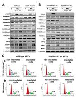 H4K20ac Antibody in Western Blot (WB)