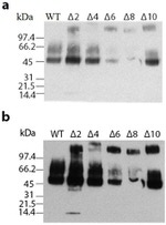 alpha Galactosidase Polyclonal Antibody