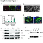 Acetyl-alpha Tubulin (Lys40) Antibody in Immunohistochemistry, Immunocytochemistry (IHC, ICC/IF)