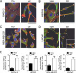 alpha Tubulin Antibody in Immunocytochemistry (ICC/IF)