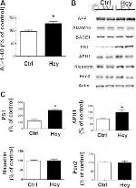 PEN2 Antibody in Western Blot (WB)