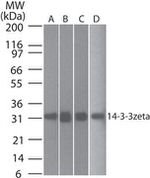 14-3-3 zeta Antibody in Western Blot (WB)
