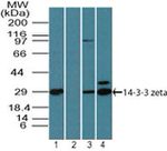 14-3-3 zeta Antibody in Western Blot (WB)
