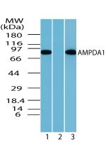 AMPD1 Antibody in Western Blot (WB)