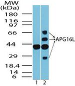 ATG16L1 Antibody in Western Blot (WB)
