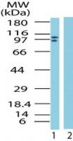 LSD1 Antibody in Western Blot (WB)