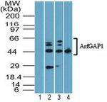 ARFGAP1 Antibody in Western Blot (WB)