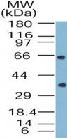 BAG4 Antibody in Western Blot (WB)