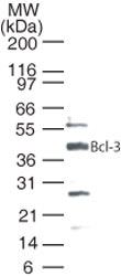 Bcl-3 Antibody in Western Blot (WB)