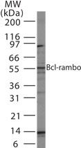 Bcl-rambo Antibody in Western Blot (WB)