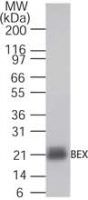 BEX1 Antibody in Western Blot (WB)