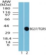 TGR5 Antibody in Western Blot (WB)